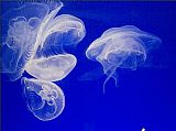Jellyfish Canvas Paintings - Jellyfish 3